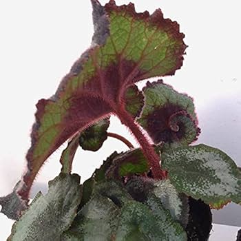 【さらにお値下げしました】ベゴニア百科 51NAepSa7xL._UF350,350_QL50_.jpg